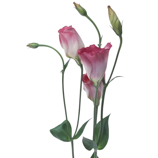 🌸 Стикер «Green Pink» для Telegram