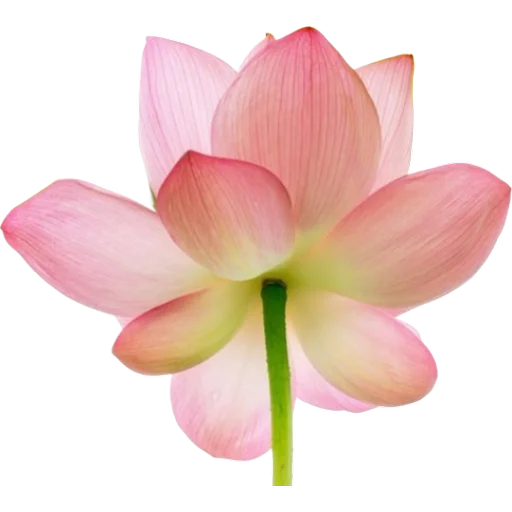 🪷 Стикер «Green Pink» для Telegram