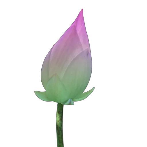 🪷 Стикер «Green Pink» для Telegram