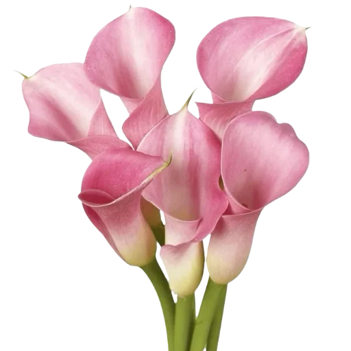 🌸 Стикер «Green Pink» для Telegram