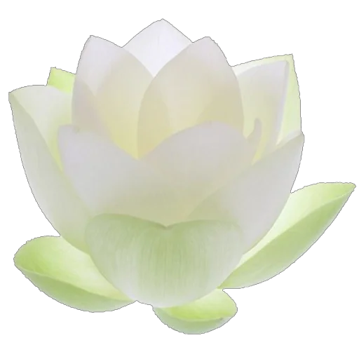 🪷 Стикер «Green Pink» для Telegram