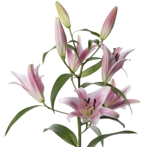 🌸 Стикер «Green Pink» для Telegram