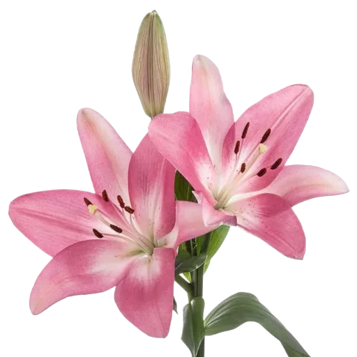 Стикерпак Green Pink для Telegram