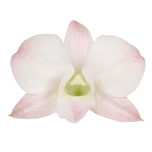 🌸 Стикер «Green Pink» для Telegram