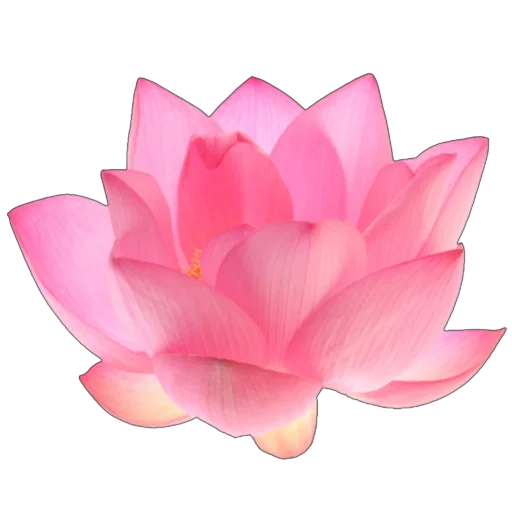 🪷 Стикер «Green Pink» для Telegram