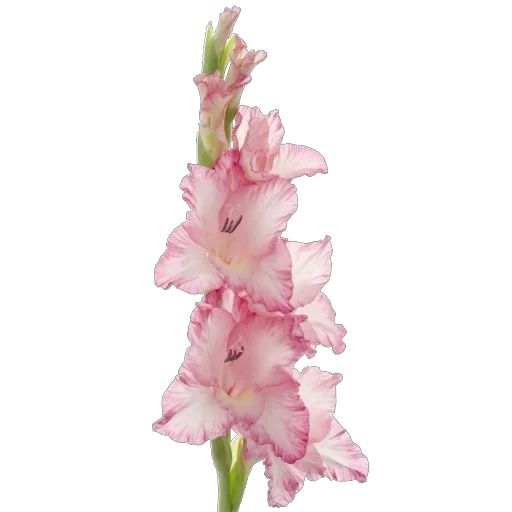 🌸 Стикер «Green Pink» для Telegram