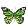 Стикер 42 green witch