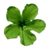 Стикер 43 green witch