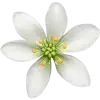 Стикер 53 green witch