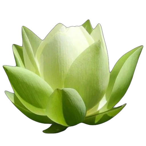 🪷 Стикер «Green Mixed» для Telegram