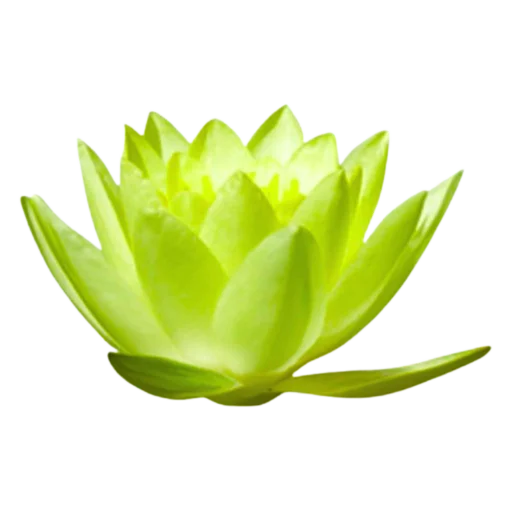 🪷 Стикер «Green Mixed» для Telegram