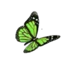 💚 Эмодзи «green fei» для Telegram