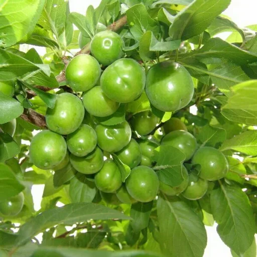 Стикерпак Green Time для Telegram