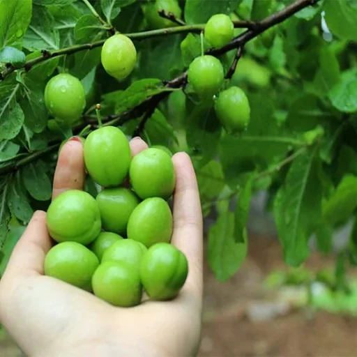 🤪 Стикер «Green Time» для Telegram