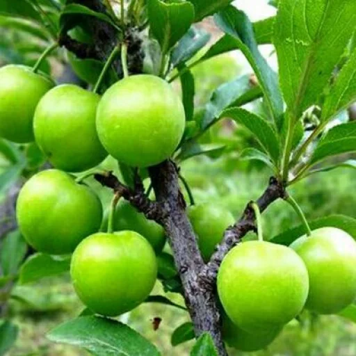 😙 Стикер «Green Time» для Telegram