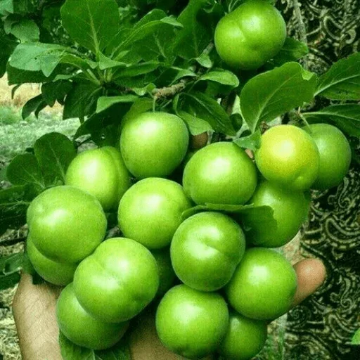 😉 Стикер «Green Time» для Telegram