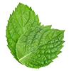 Стикер 40 Green Aesthetic