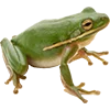 Стикер 16 Green Aesthetic