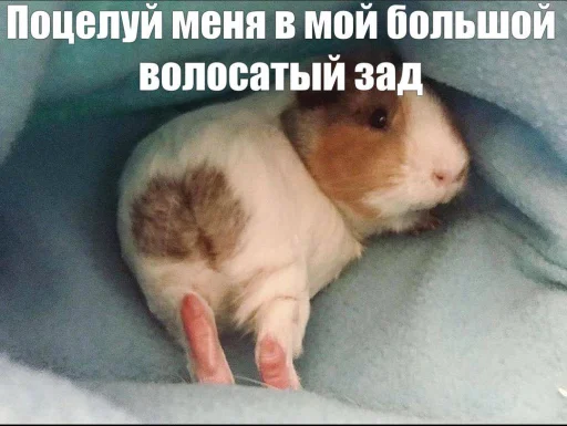 🤩 Стикер «(˶ᵔ ᵕ ᵔ˶)» для Telegram