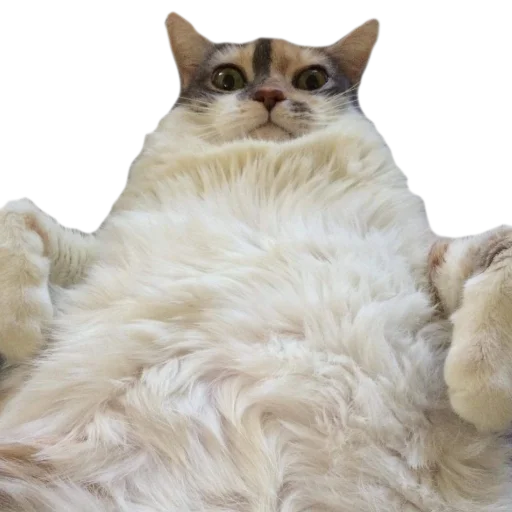 🐱 Стикер «gusic» для Telegram