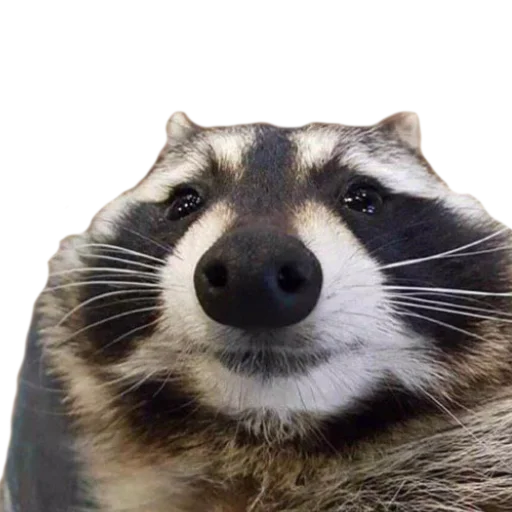 🦝 Стикер «gusic» для Telegram