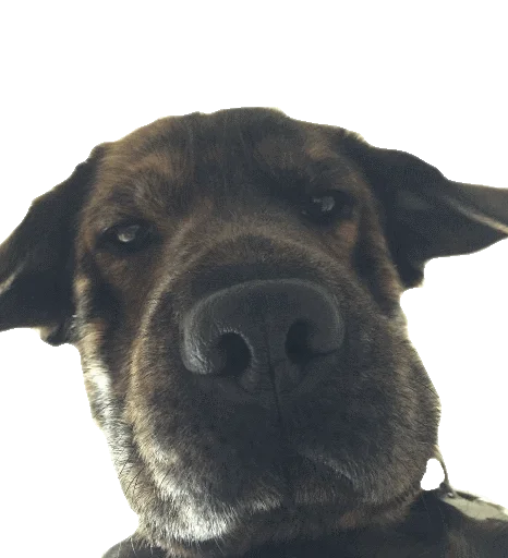 🐶 Стикер «gusic» для Telegram