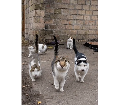 🐱 Стикер «gusic» для Telegram