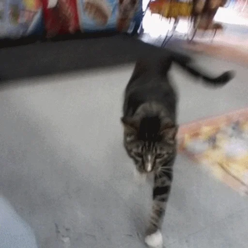 🐱 Стикер «gusic» для Telegram