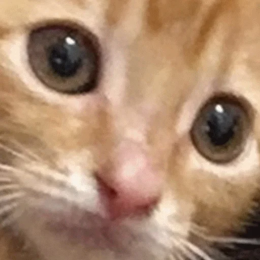 🐱 Стикер «gusic» для Telegram