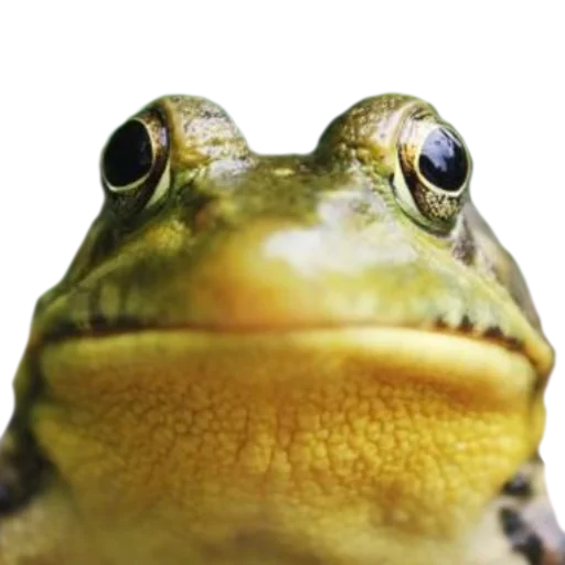 🐸 Стикер «gusic» для Telegram
