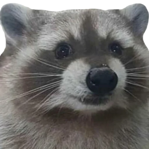 🦝 Стикер «gusic» для Telegram