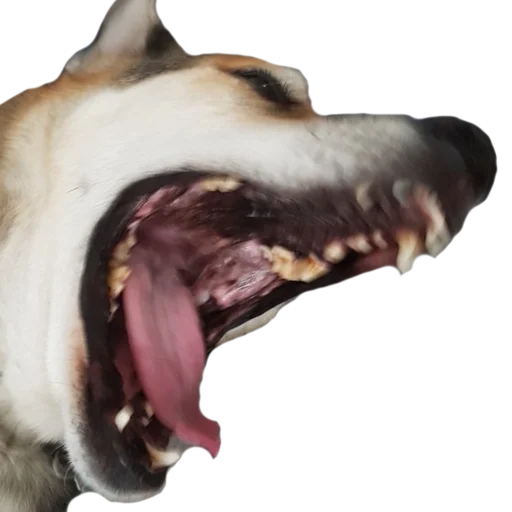 🐶 Стикер «gusic» для Telegram