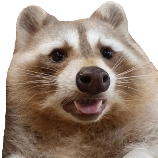 🦝 Стикер «gusic» для Telegram
