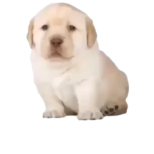 🐶 Стикер «gusic» для Telegram