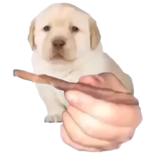 🐶 Стикер «gusic» для Telegram