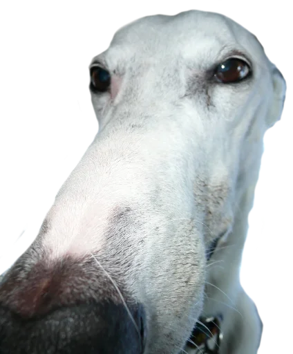😗 Стикер «gusic» для Telegram
