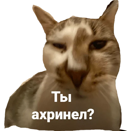 🤨 Стикер «Гувмен» для Telegram