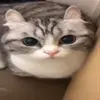 Стикер 48 Kittens #kittens