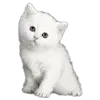 Стикер 36 Kittens #kittens