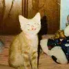 Стикер 51 Kittens #kittens