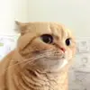 Стикер 56 Kittens #kittens