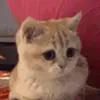 Стикер 29 Kittens #kittens