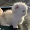 Стикер 26 Kittens #kittens