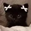 Стикер 24 Kittens #kittens