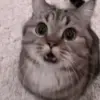Стикер 15 Kittens #kittens