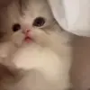Стикер 13 Kittens #kittens