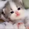 Стикер 28 Kittens #kittens
