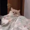 Стикер 59 Kittens #kittens