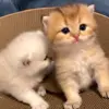 Стикер 16 Kittens #kittens
