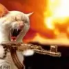 Стикер 23 Kittens #kittens